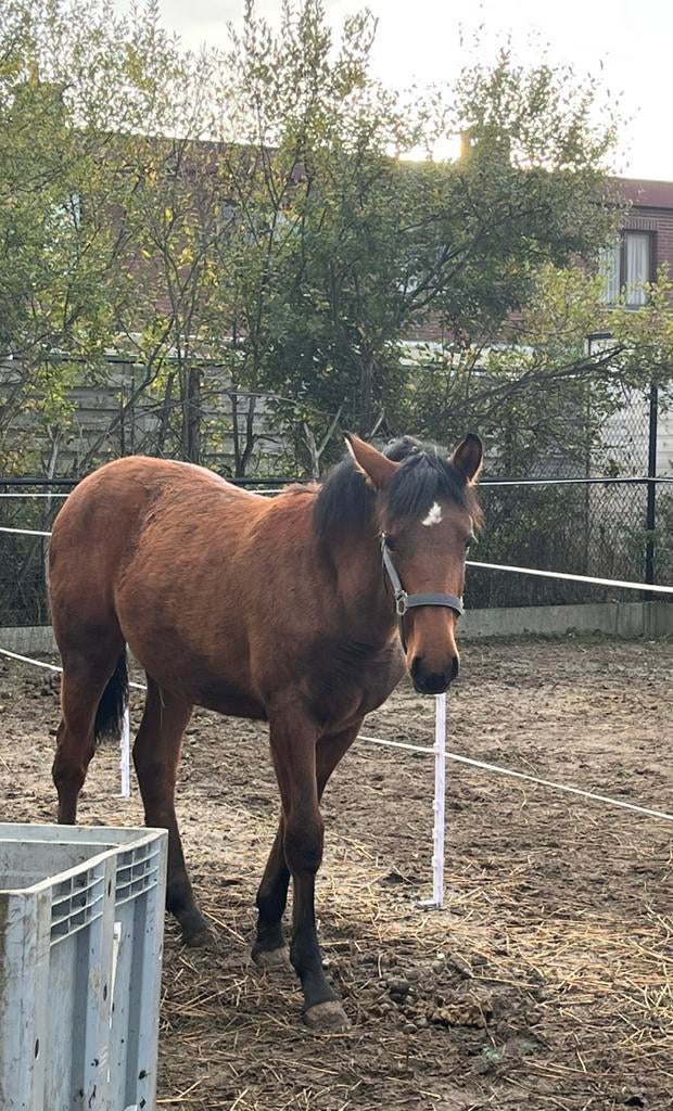 Paard 1 jaar, Dieren en Toebehoren, Paarden, Merrie