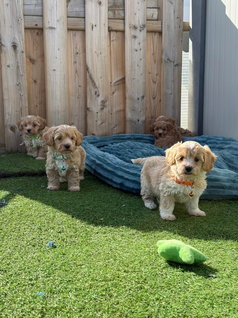 Prachtige maltipoo pups, Parvo, België, Overige rassen, 8 tot 15 weken