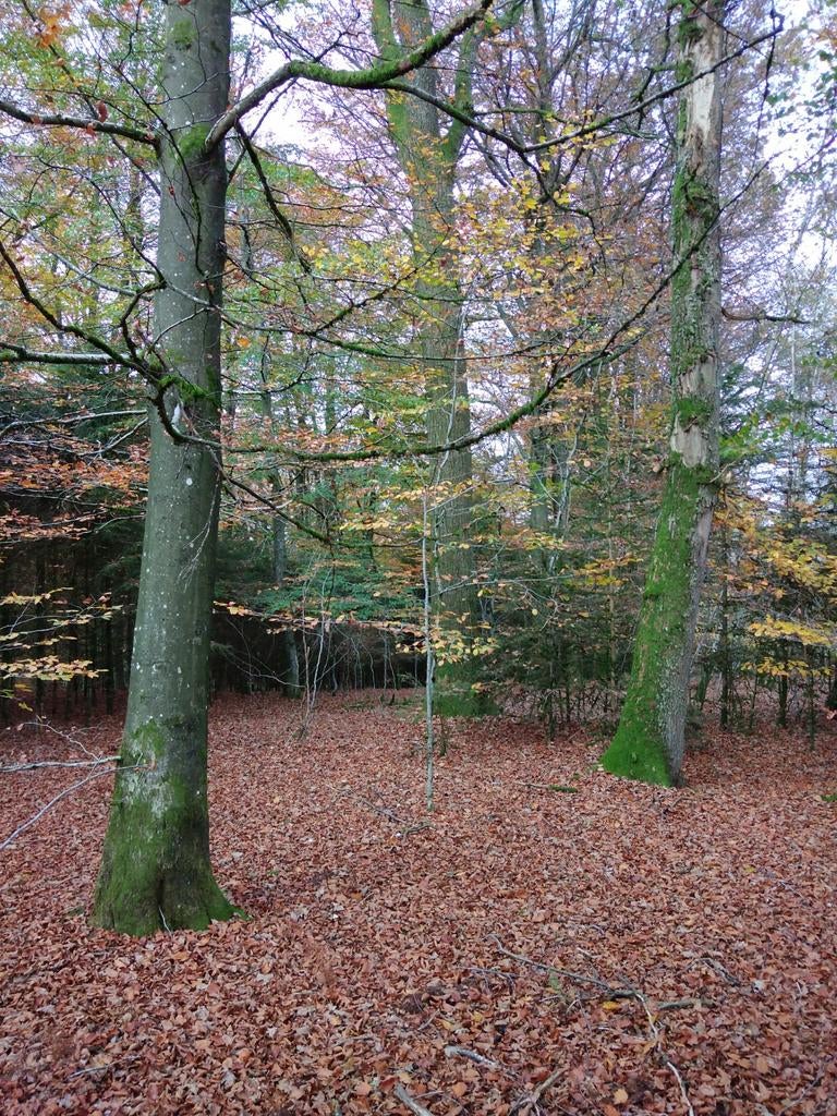 Bois Feuillus et Résineux avec Terrain 53 Ares 10 Centiares, Immo, Terrains & Terrains à bâtir, 1500 m² ou plus, Ventes sans courtier