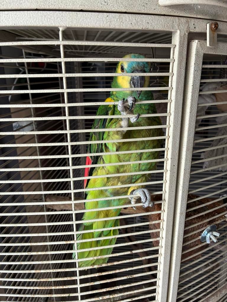 Papegaai te koop, Dieren en Toebehoren, Papegaai