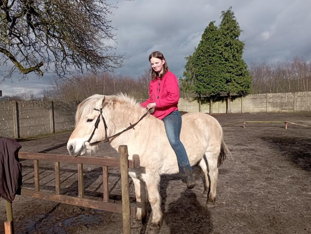 verzorg paard gezocht