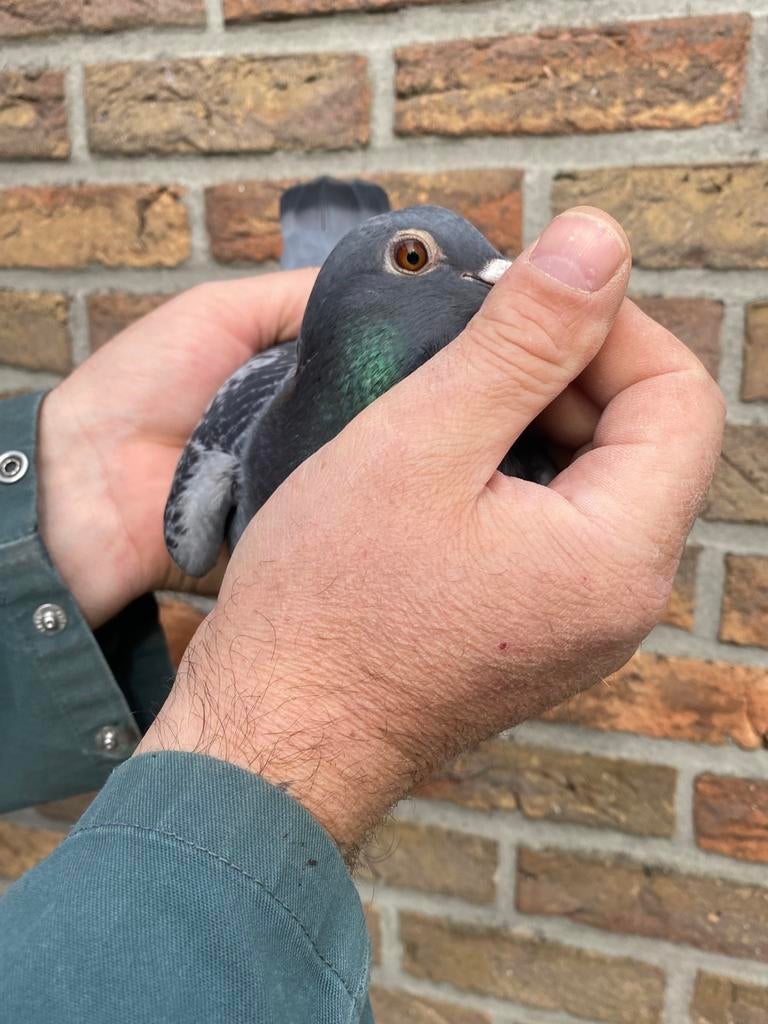 Duivin 2025, Dieren en Toebehoren, Vogels | Duiven, Vrouwelijk, Postduif