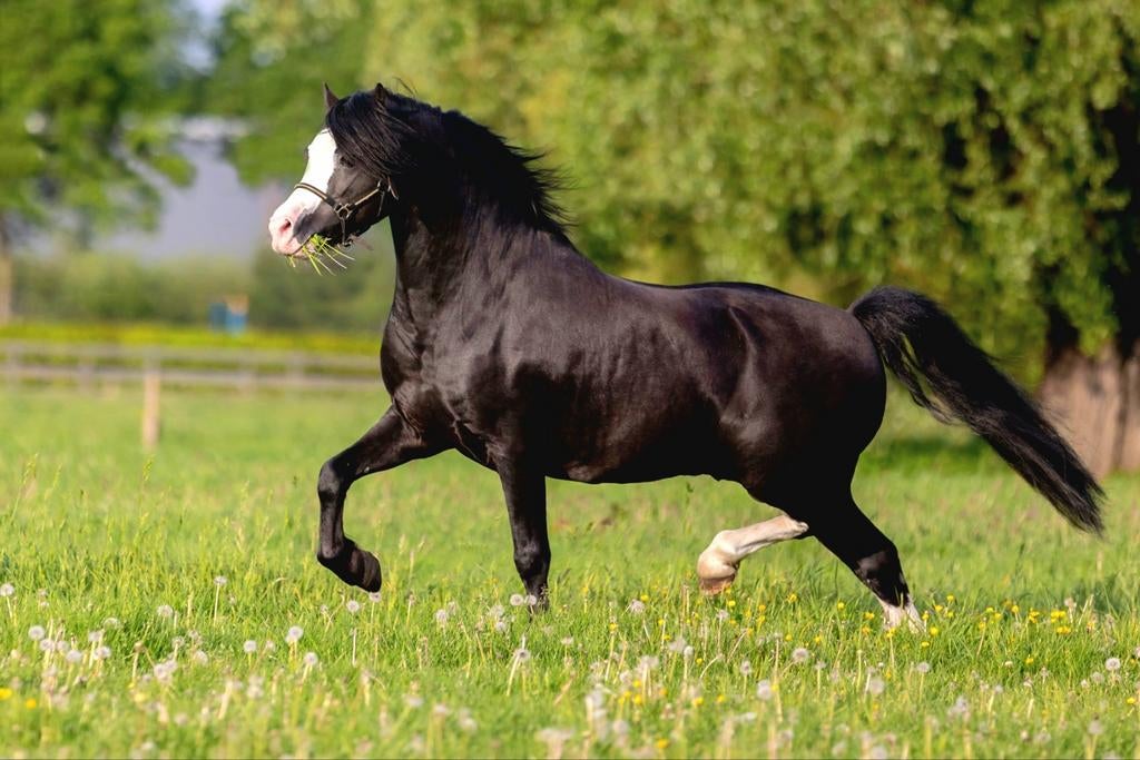 Superbe étalon noir, à couvrir, Étalon