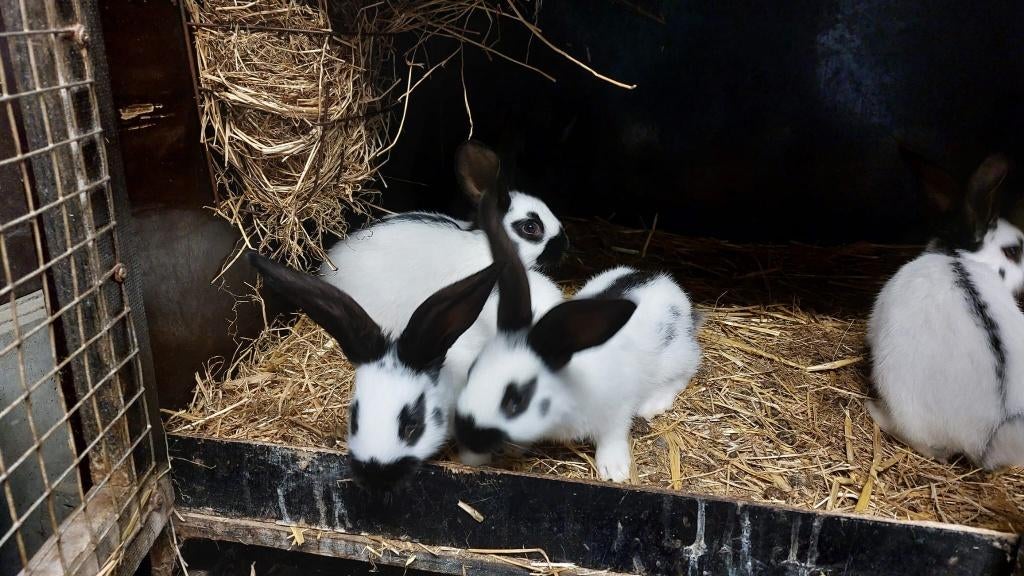 Reuzevlinder konijnen, Dieren en Toebehoren, Konijnen, Meerdere dieren, Groot, 0 tot 2 jaar