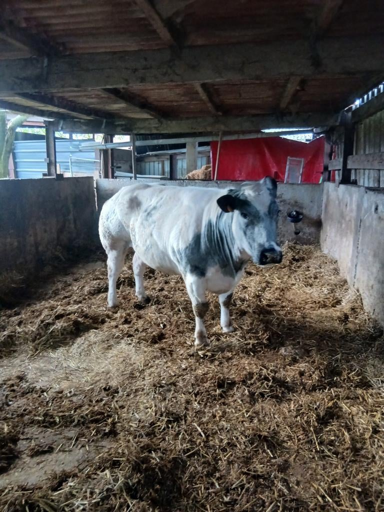 Koe te koop, Dieren en Toebehoren, Runderen