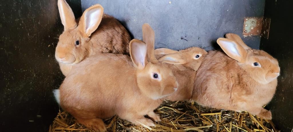 Vaal van Bourgondie 1 voedster en 1 rammelaar, Dieren en Toebehoren, Konijnen