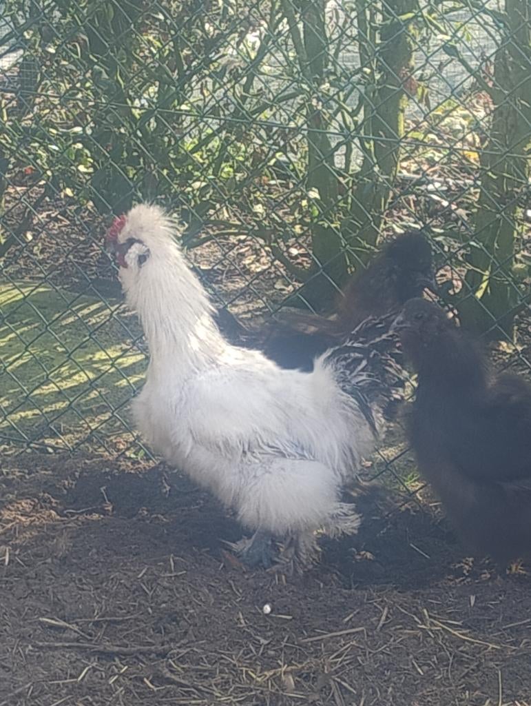 Zuivere zijdehoenders haantjes, Dieren en Toebehoren, Mannelijk, Tam