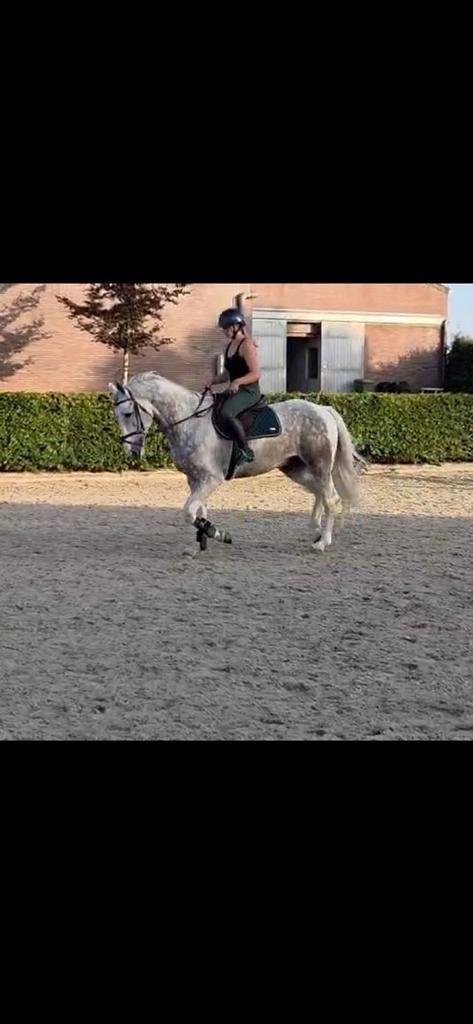 Ruiter aangeboden, Meerdere dieren, Niet van toepassing