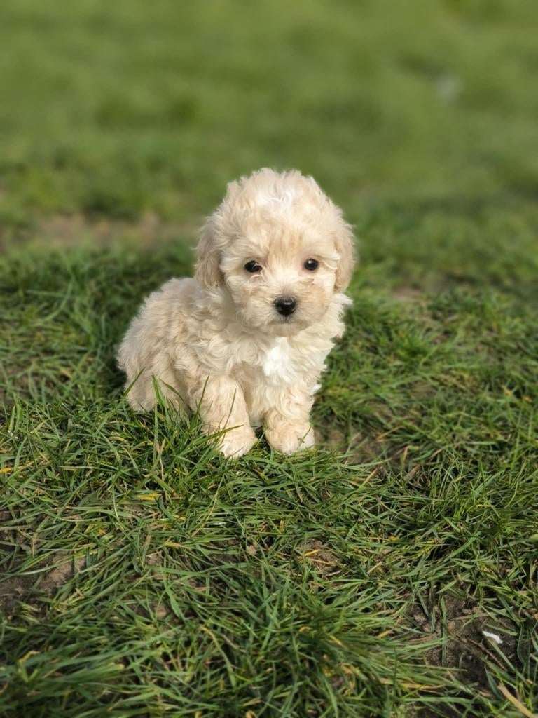 Prachtige Maltipoo pupjes bij ons geboren te koop, Parvo, België, 8 tot 15 weken, Meerdere