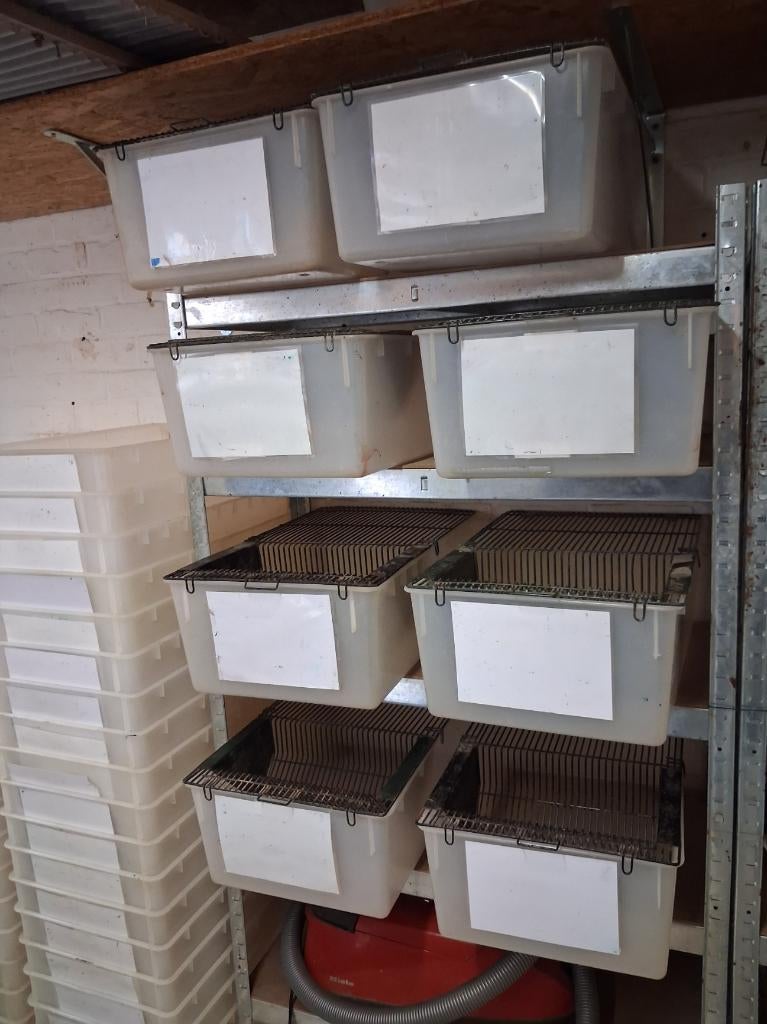 labo baken, Dieren en Toebehoren, Slang