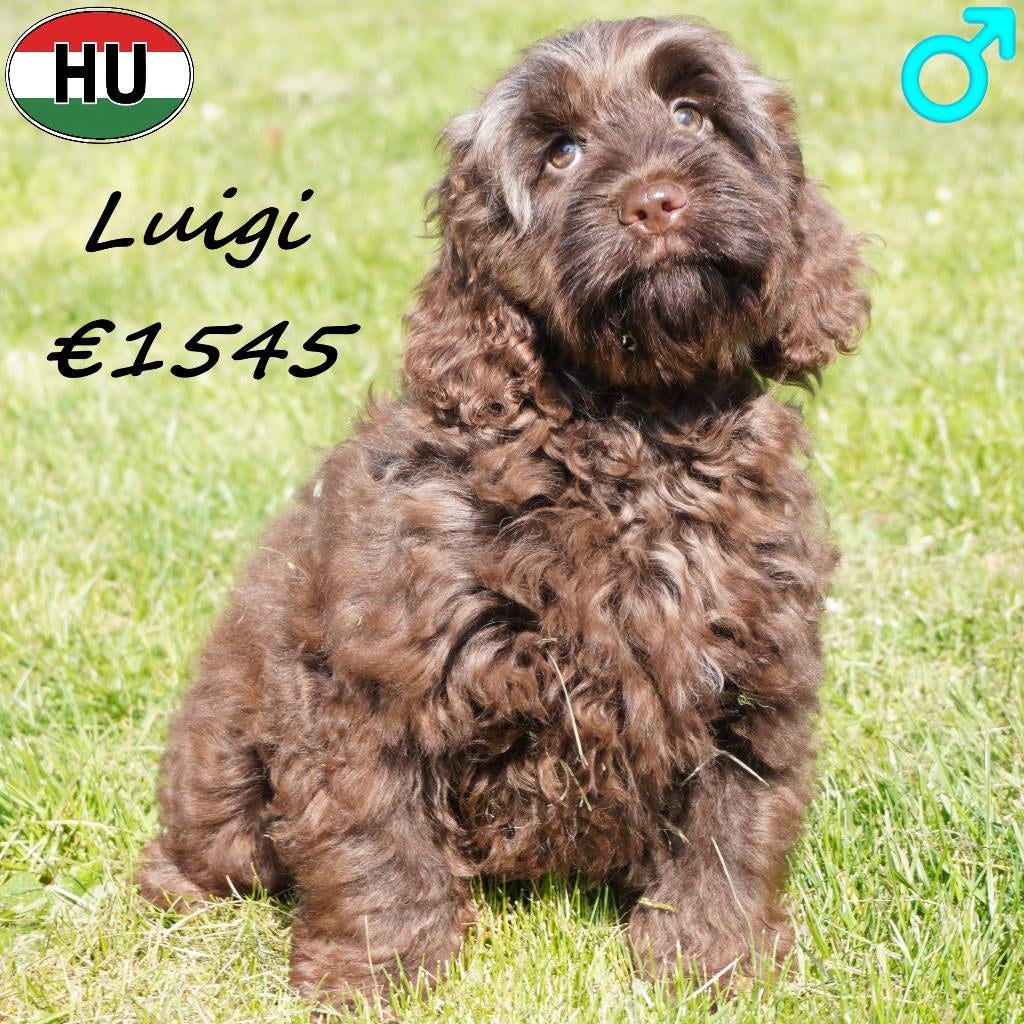 Cockapoo, chocolat en sable pups te koop, Dieren en Toebehoren, 15 weken tot 1 jaar, Buitenland, Parvo, Meerdere