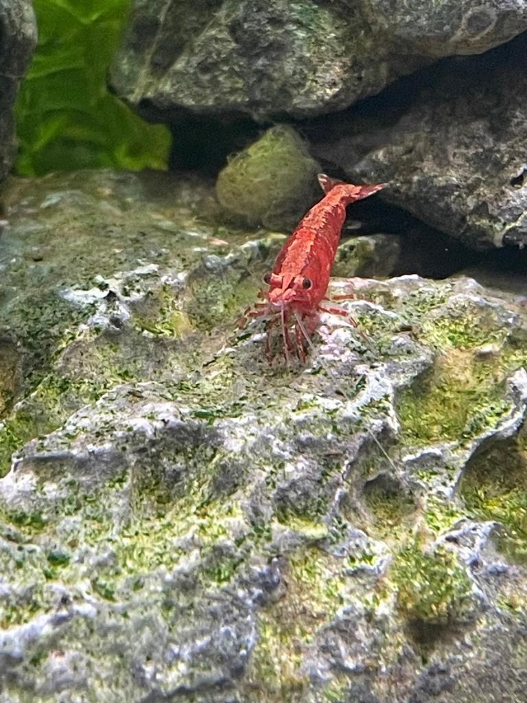 Rode vuurgarnalen, Dieren en Toebehoren, Vissen | Aquariumvissen, Zoetwatervis, Kreeft, Krab of Garnaal
