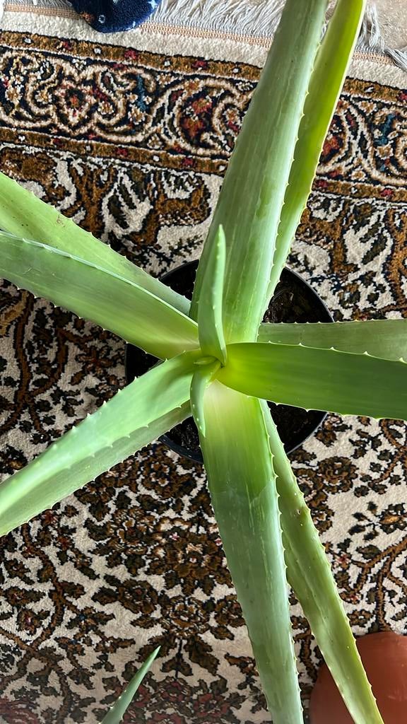 Aloe vera plant, Tuin en Terras, Planten | Tuinplanten, Ophalen
