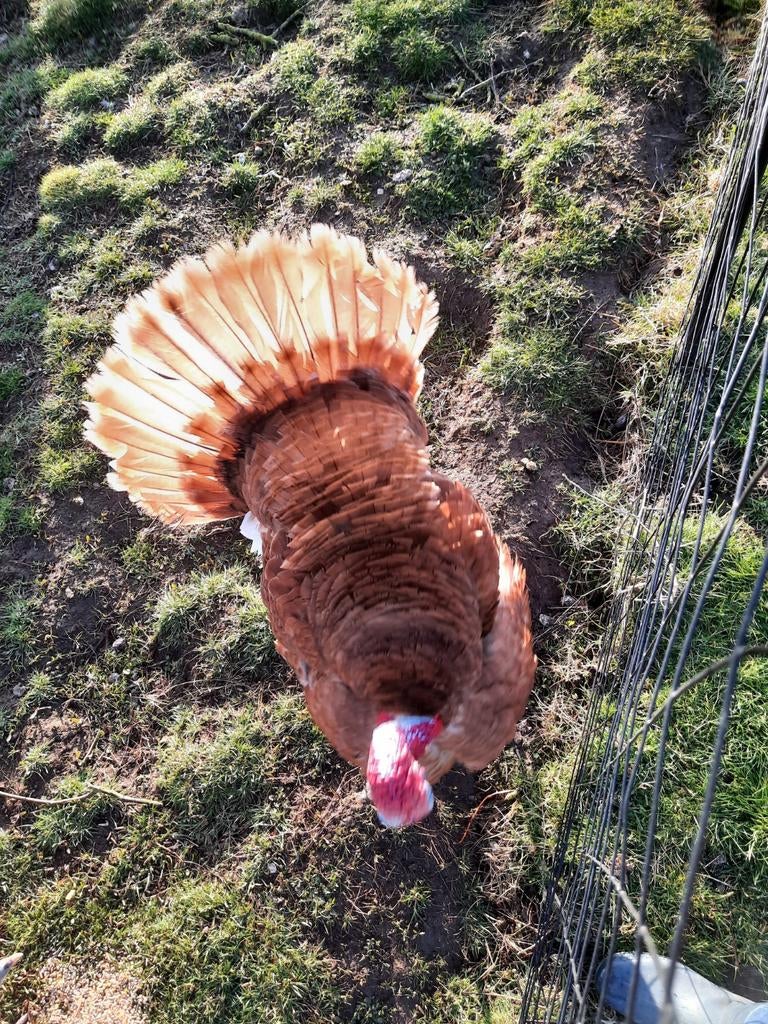 Rode ardenner haan, Mâle, Dinde