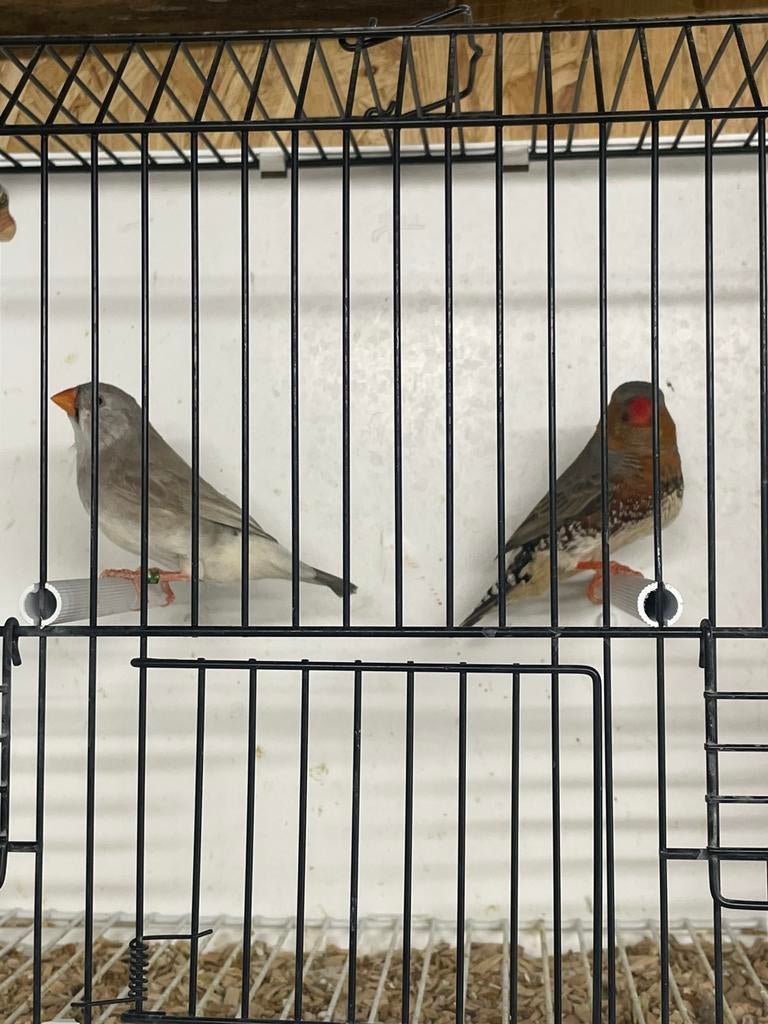 Koppel oranjeborst zwartborst zebravinken, Animaux & Accessoires, Oiseaux | Oiseaux Autre, Oiseau tropical, Plusieurs animaux