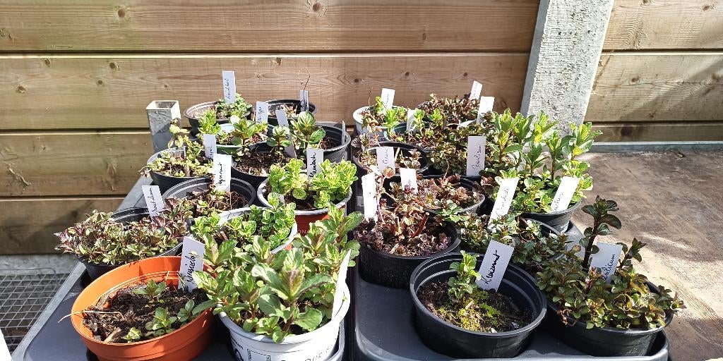 35 soorten munt, Tuin en Terras, Planten | Tuinplanten, Ophalen, Vaste plant, Halfschaduw, Kruiden