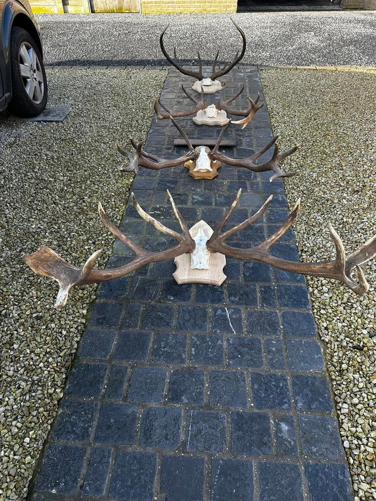 Herten gewei schedel, Ophalen