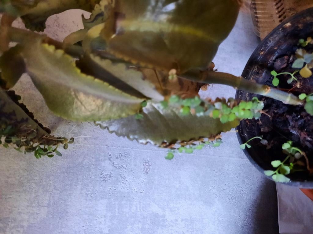 Mother of thousands bladstekjes, Ophalen