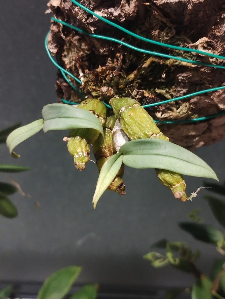 Botanische orchidee.Dendrobium bellatulum, Huis en Inrichting, Kamerplanten, Ophalen