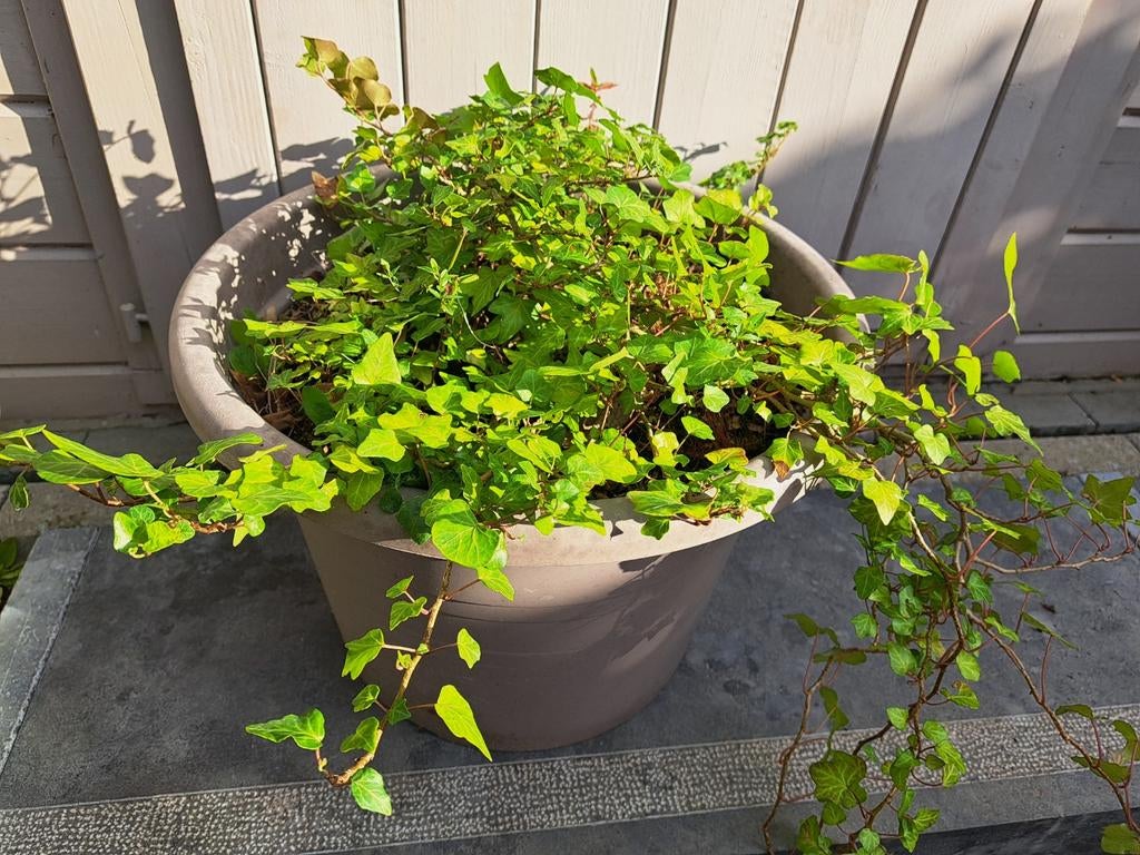 Graceful Ivy - Hedera Helix en pot, Enlèvement, Plante fixe, Plantes grimpantes