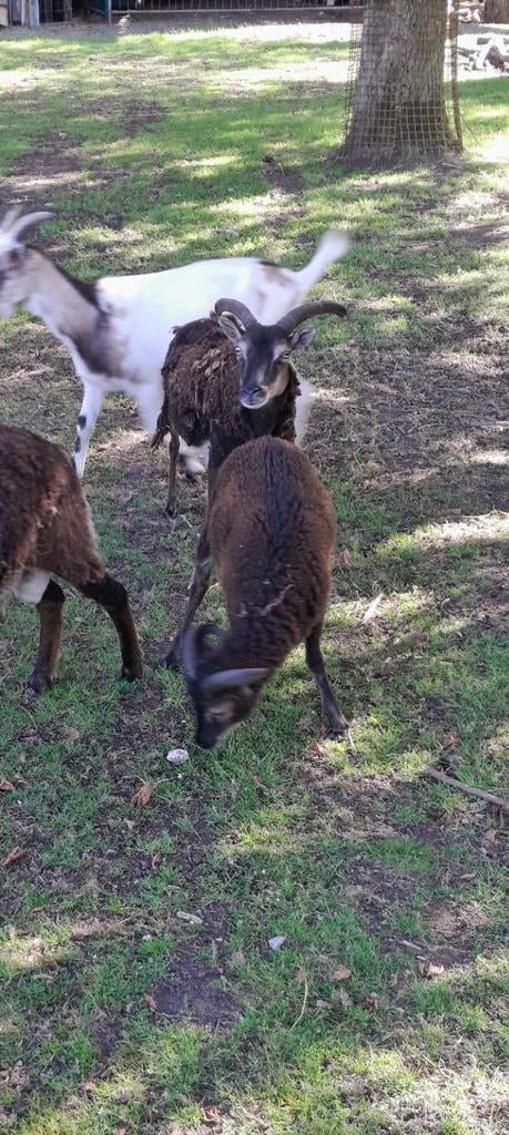 Soay schaap rammetje. 04/2025, Dieren en Toebehoren, Mannelijk, Schaap, 0 tot 2 jaar