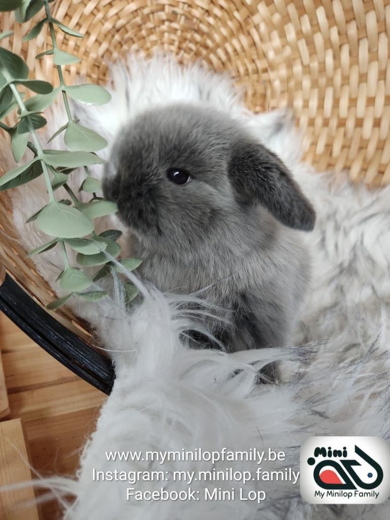 Raszuiver baby minilop konijn ram (transport mogelijk), Dieren en Toebehoren, Konijnen, Mannelijk, Dwerg, Hangoor, 0 tot 2 jaar