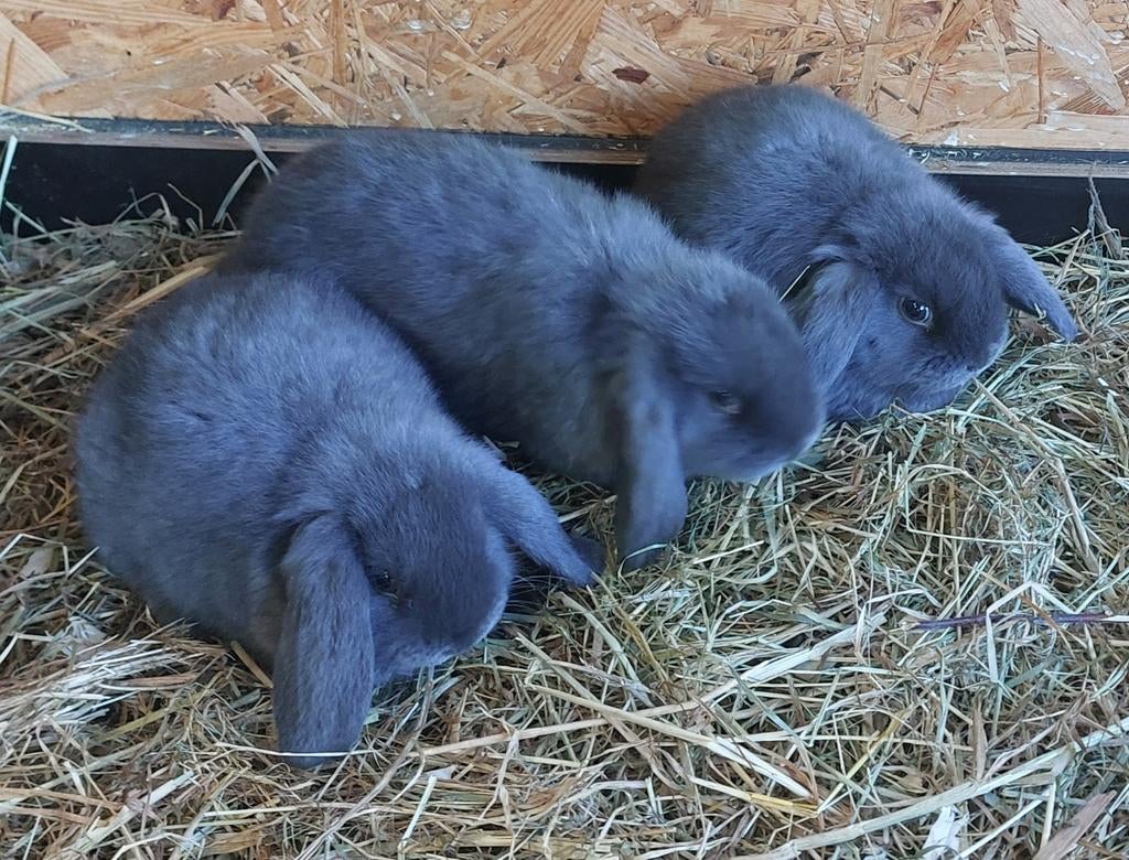 Nederlandse hangoor dwergkonijnen. Hangoor. Dwergkonijn, Dieren en Toebehoren, Konijnen, Hangoor