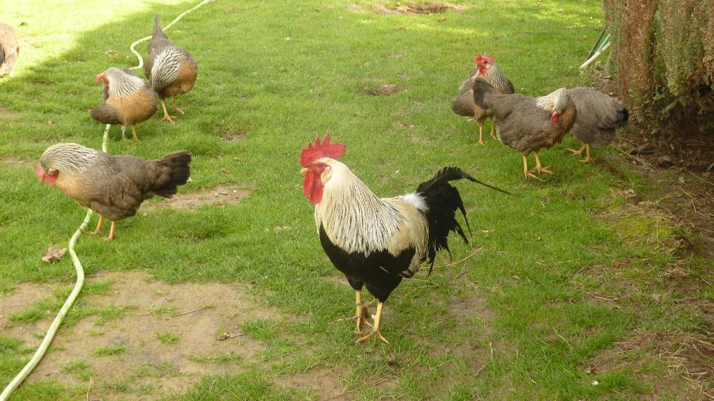 paire de poulets Livourne (Perdrix argentée) de 2025, Animaux & Accessoires, Plusieurs animaux, Poule ou poulet