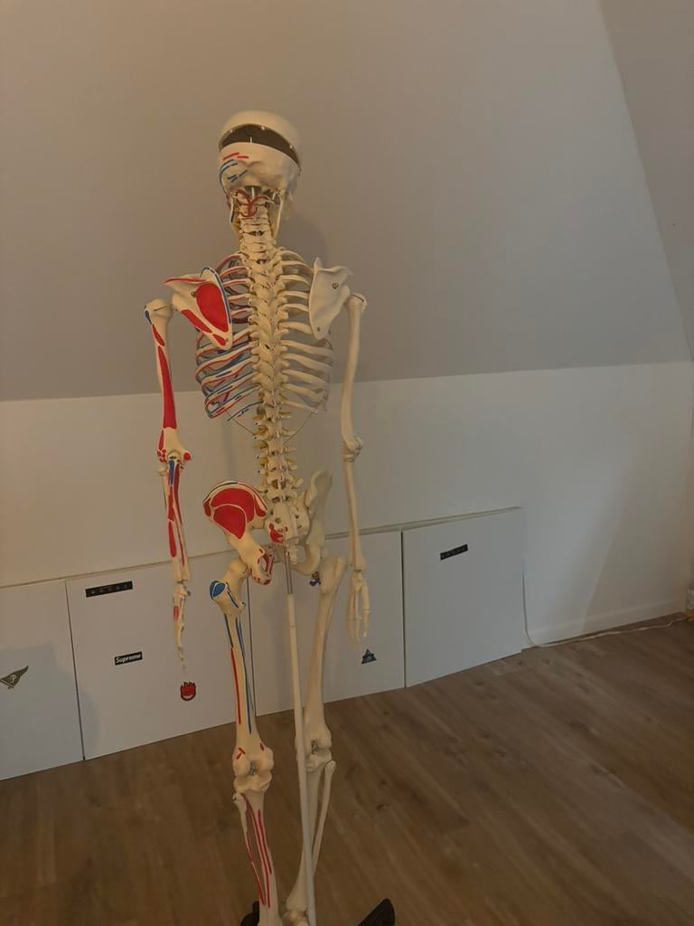 anatomisch skelet, Divers, Fournitures scolaires, Enlèvement, Comme neuf