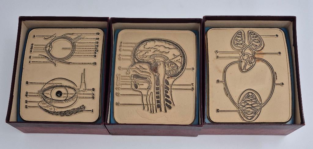 Anatomische didactische rubberstempels, Ninove - België, *, Ophalen of Verzenden, Gebruikt