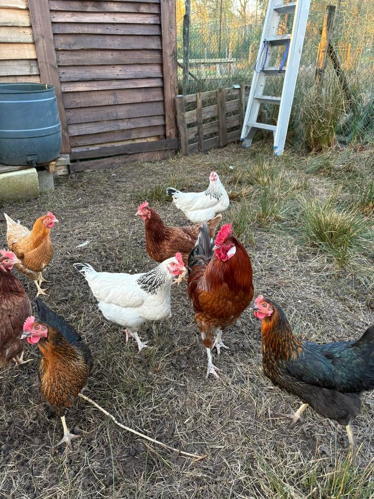 Broedeieren kippen – ISA Brown/Sussex /Harco mix ( kruising), Dieren en Toebehoren, Pluimvee, Geslacht onbekend, Kip