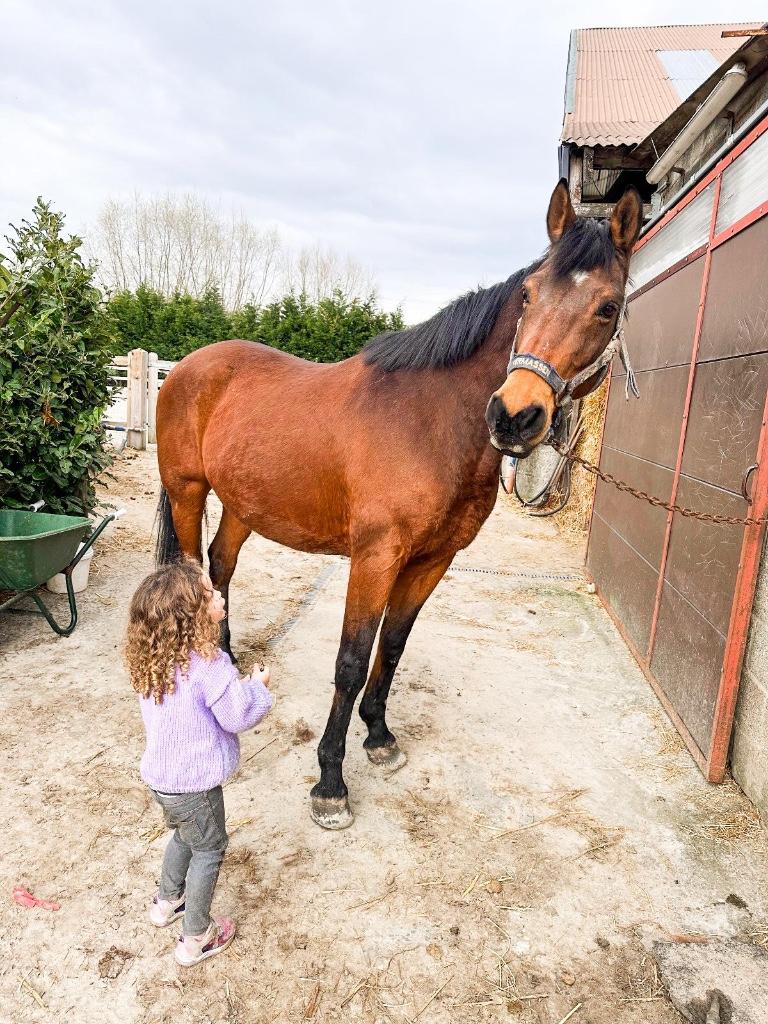 Paard, Dieren en Toebehoren, Paarden, Met stamboom, Ruin, Niet van toepassing, 160 tot 165 cm