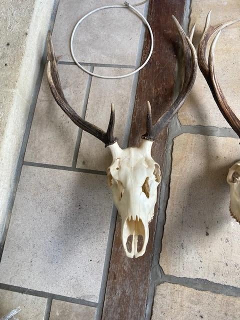 crane de cerf, Ophalen of Verzenden, Zo goed als nieuw, Hert, Schedel