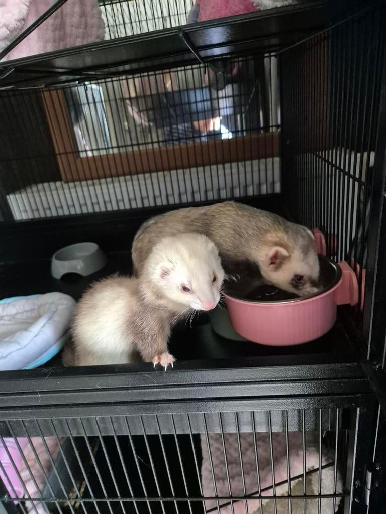 Furets à vendre avec une cage de luxe et tous les accessoire, Mars, Furet