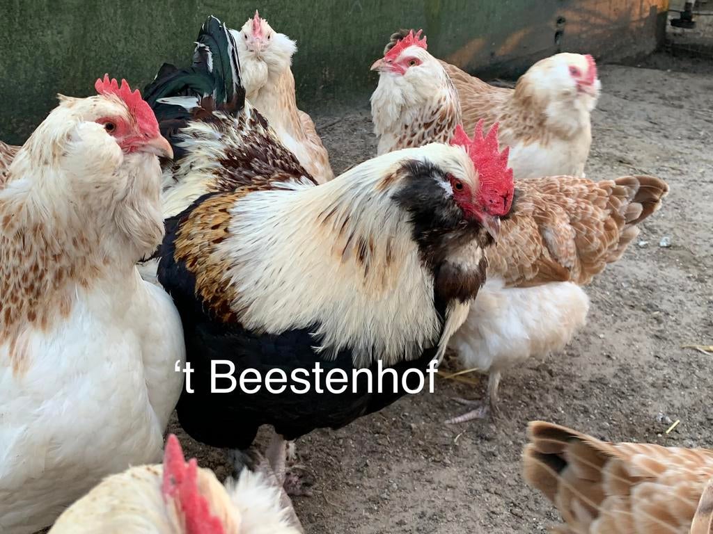 Raszuivere kuikens uit diverse rassen, Dieren en Toebehoren, Pluimvee