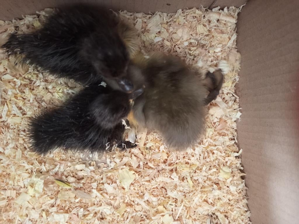 Eenden kuiken, Dieren en Toebehoren, Pluimvee