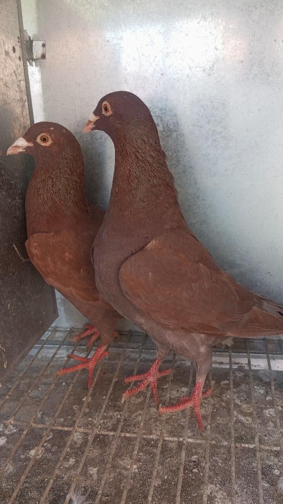 Meerdere koppels kleur postduiven, Plusieurs animaux, Pigeon voyageur