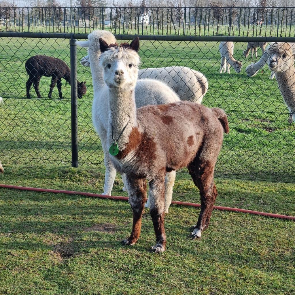 Alpaca merries goede kwaliteit, Dieren en Toebehoren, Juni, Vrouwelijk