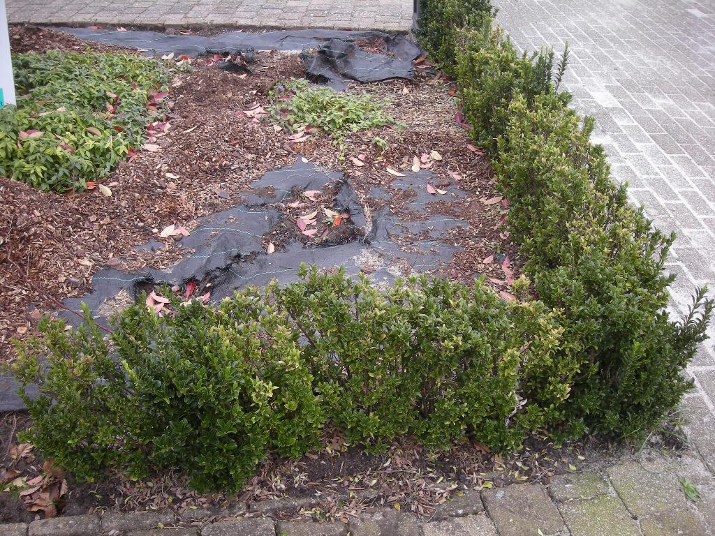 Euonymus japonicus - buxusvervanger voor haag h 50 cm ca. 7m, Ophalen, Buxus, Haag, Minder dan 100 cm