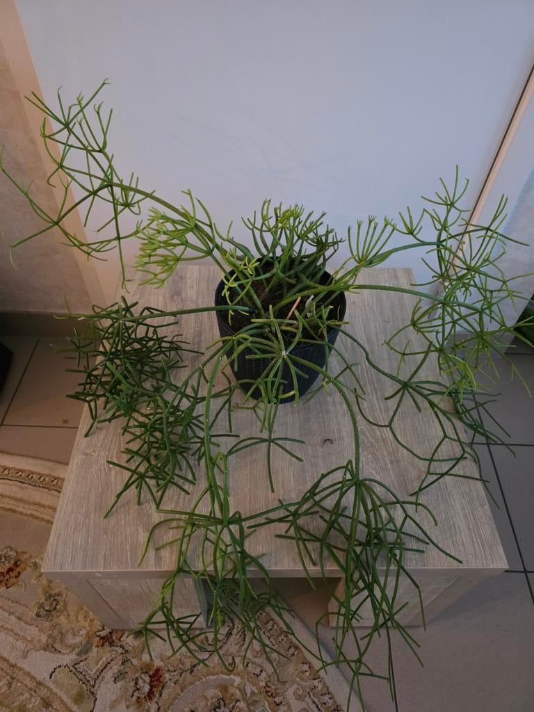 Rhipsalis, Tuin en Terras, Ophalen