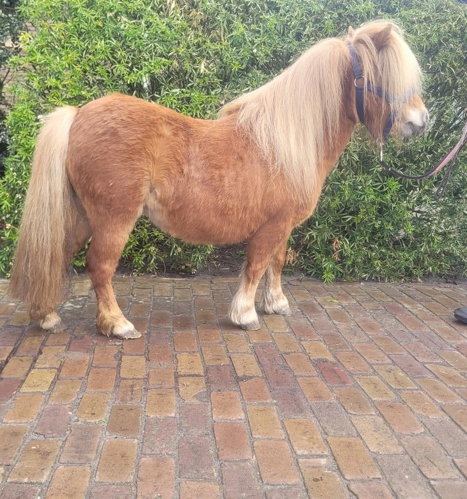Mini pony's, Animaux & Accessoires, Poneys