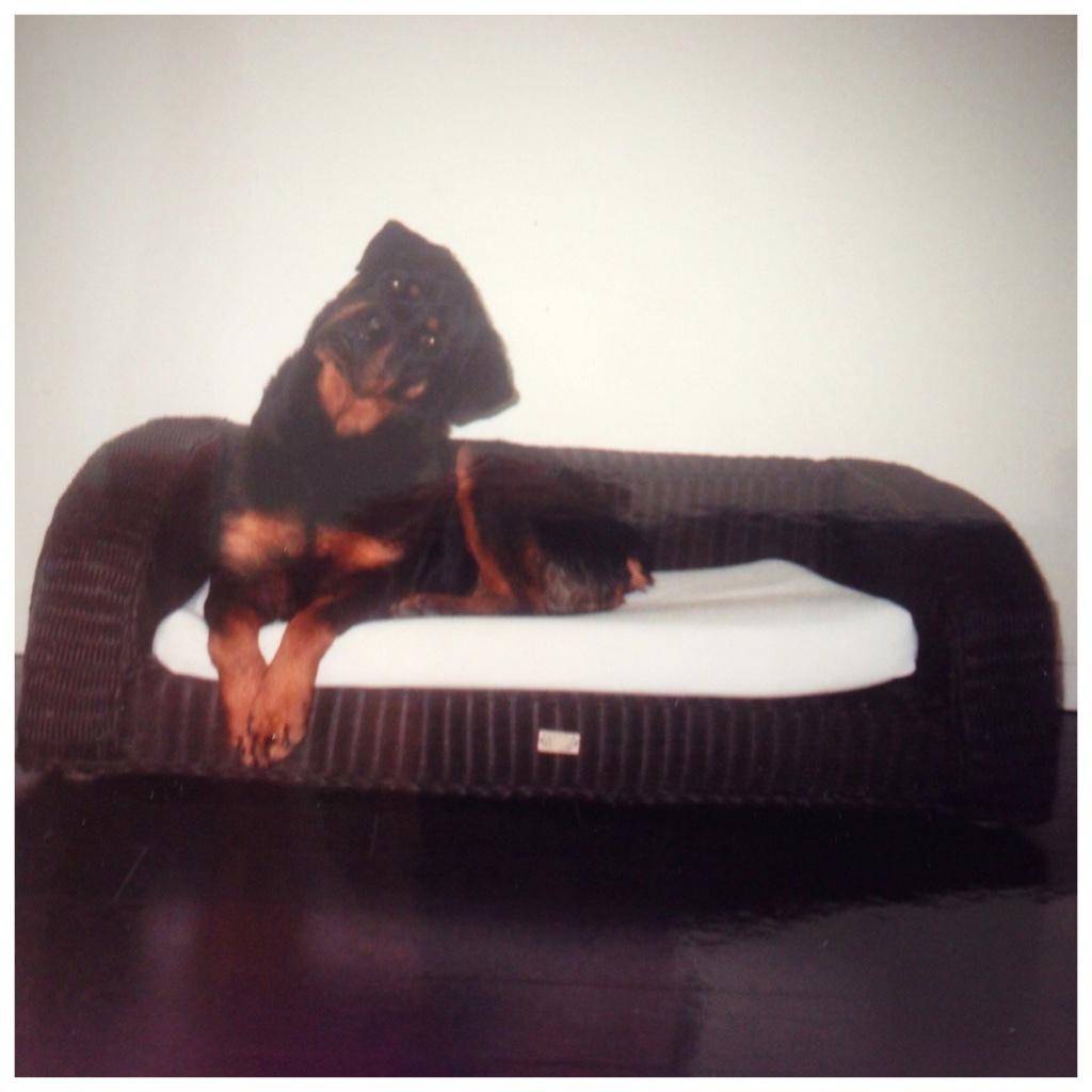 Rotan hondenbed groot, luxe artikel, Ophalen, Gebruikt, Riet