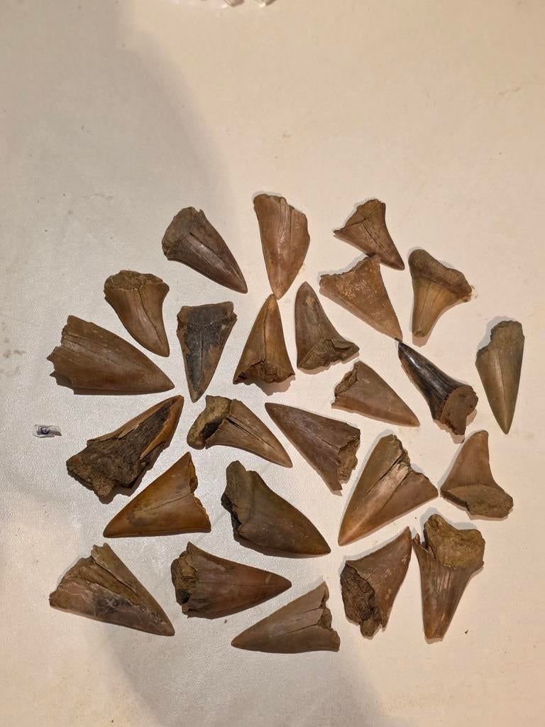 Ensemble de 25 grands fossiles de dents de requin de Rumst., Collections, Enlèvement ou Envoi, Fossile