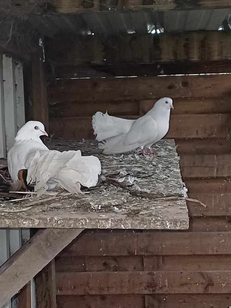 Witte pauwstaart duiven