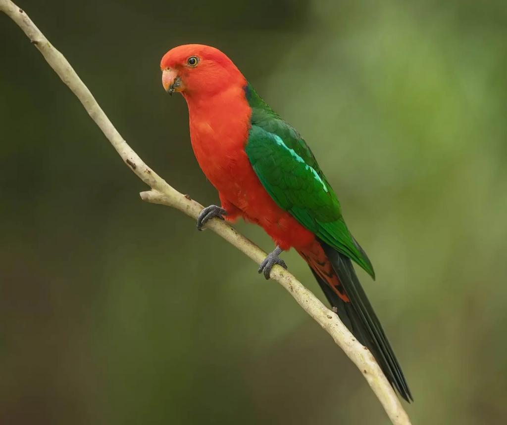 Australische koningsparkiet (man), Bagué