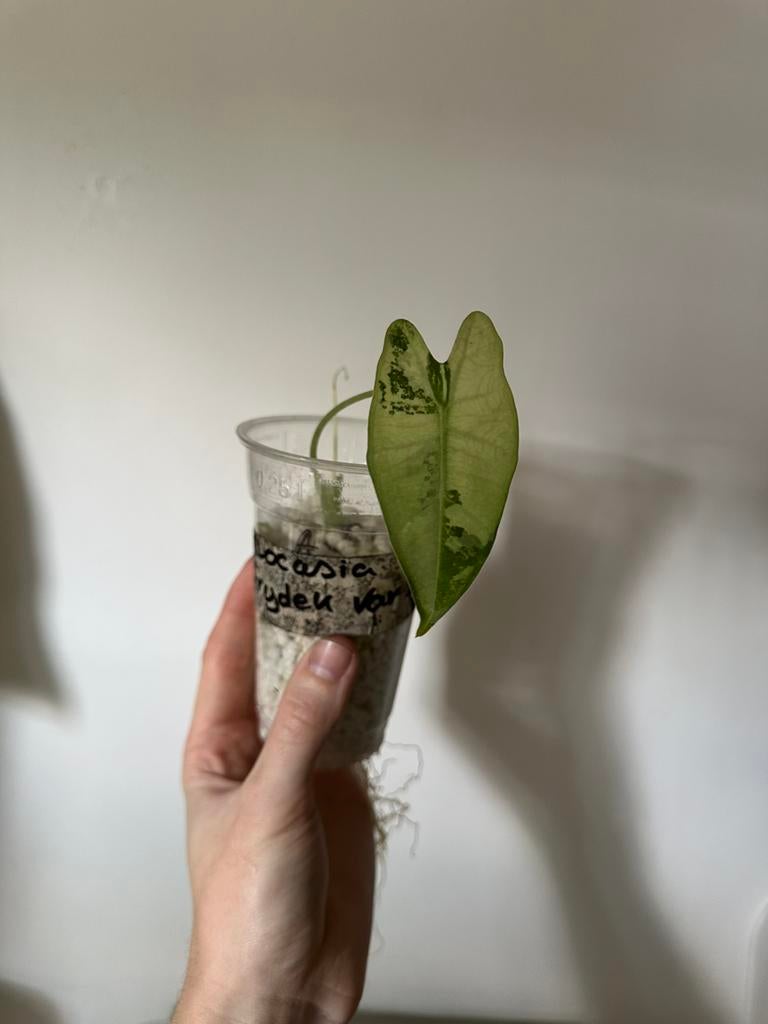 Alocasia set, Ophalen of Verzenden