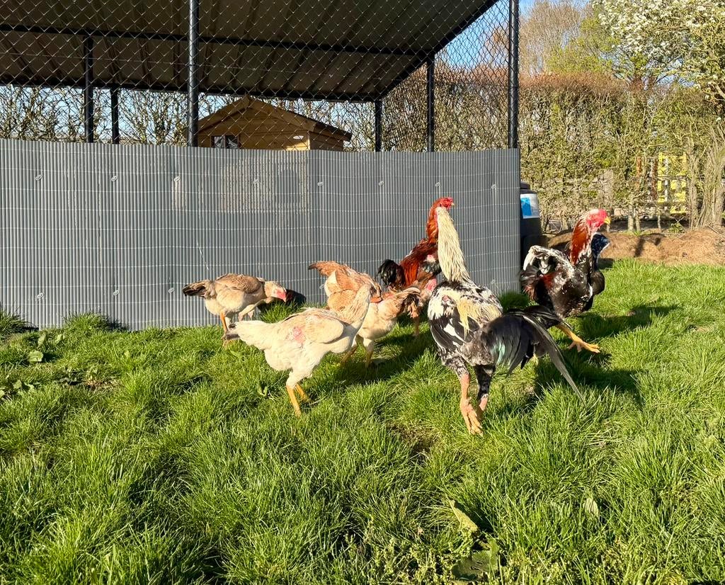Broedeieren Indio Gigante te koop-Sterke & heel grote dieren, Dieren en Toebehoren, Pluimvee, Meerdere dieren, Kip