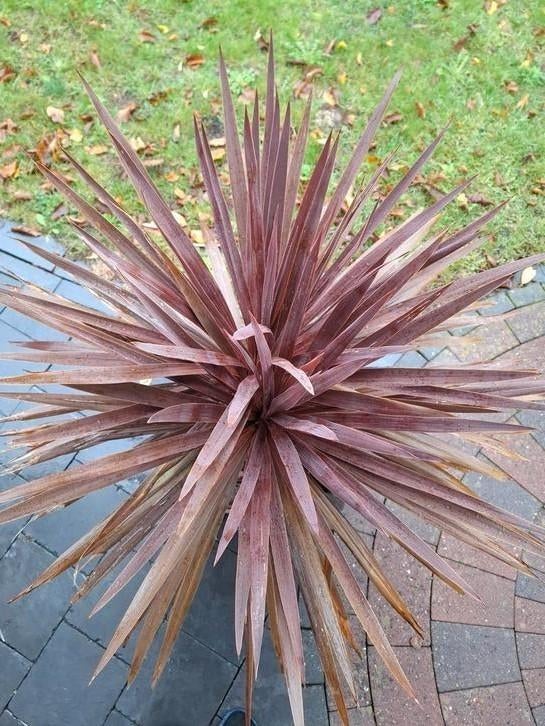 Koolpalm Cordyline australis of Red Star, Tuin en Terras, Planten | Tuinplanten, Ophalen, Halfschaduw