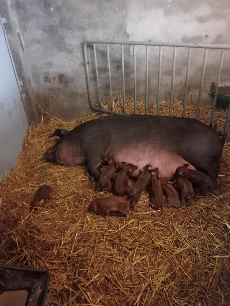 Biggen te koop, Dieren en Toebehoren, Schapen, Geiten en Varkens