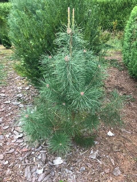 Grove Den, Solitair (Pinus sylvestris), 100 à 250 cm, Plein soleil, Autres espèces, Enlèvement